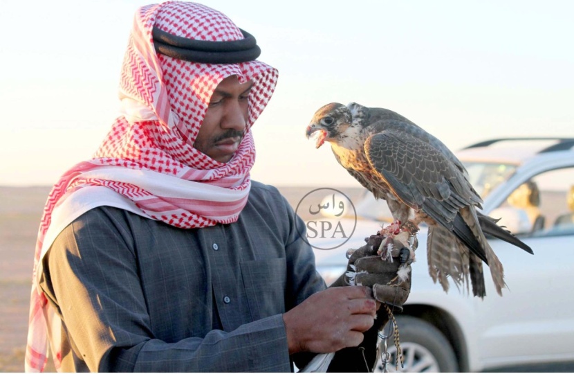 قصة مصورة : صحراء الحمّاد.. ملتقى الصقور الثمينة