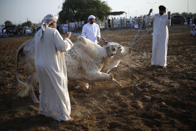 قصة مصورة: مصارعة الثيران بلا مصارعين في الفجيرة