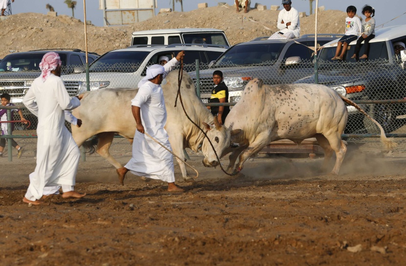 قصة مصورة: مصارعة الثيران بلا مصارعين في الفجيرة