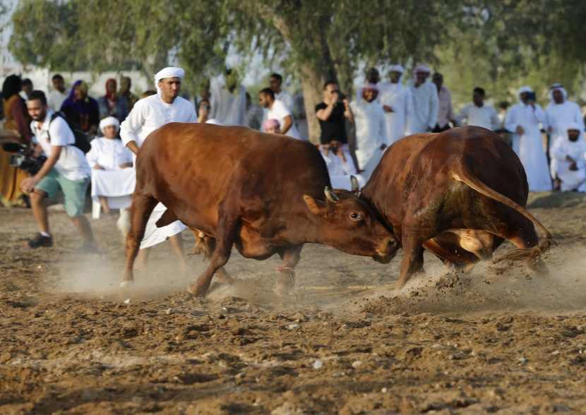 قصة مصورة: مصارعة الثيران بلا مصارعين في الفجيرة