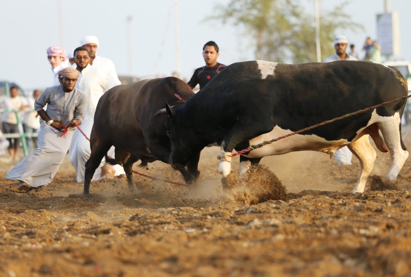 قصة مصورة: مصارعة الثيران بلا مصارعين في الفجيرة