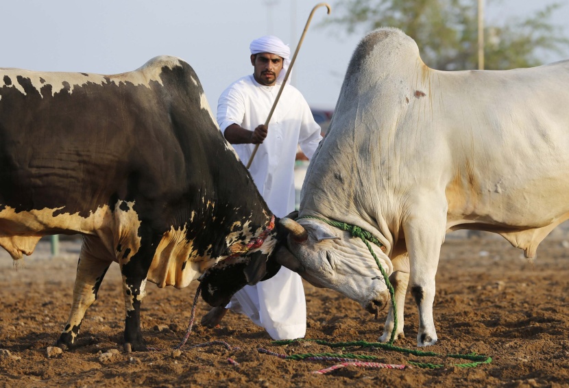 قصة مصورة: مصارعة الثيران بلا مصارعين في الفجيرة