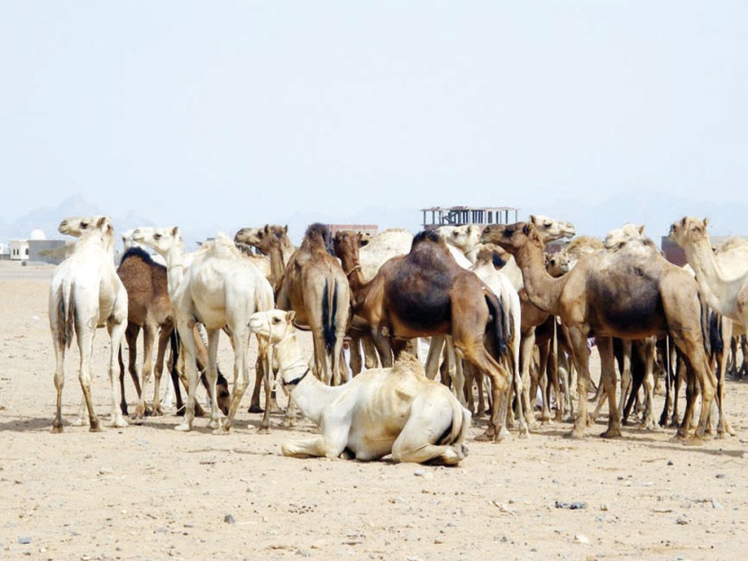 أمانة الرياض تنقل سوق الإبل للطوقي وتؤسس سوقا للأسماك