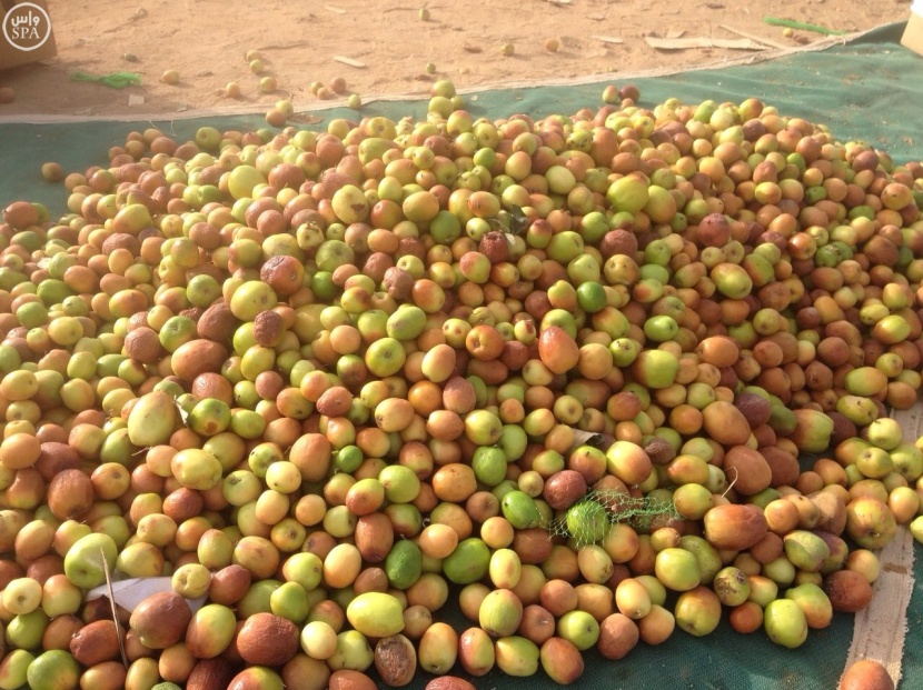 قصة مصورة: "عبري الدواسر" يحقق مبيعات قدرها 40 مليون ريال