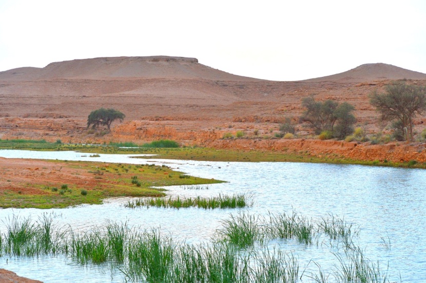 "شعيب دقلة" النهر الجاري في شمال الرياض