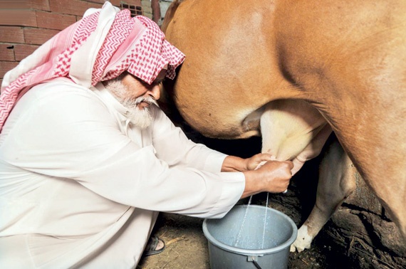 اللبن والسمن البلدي في الباحة .. منتوجات عشاق الطبيعة