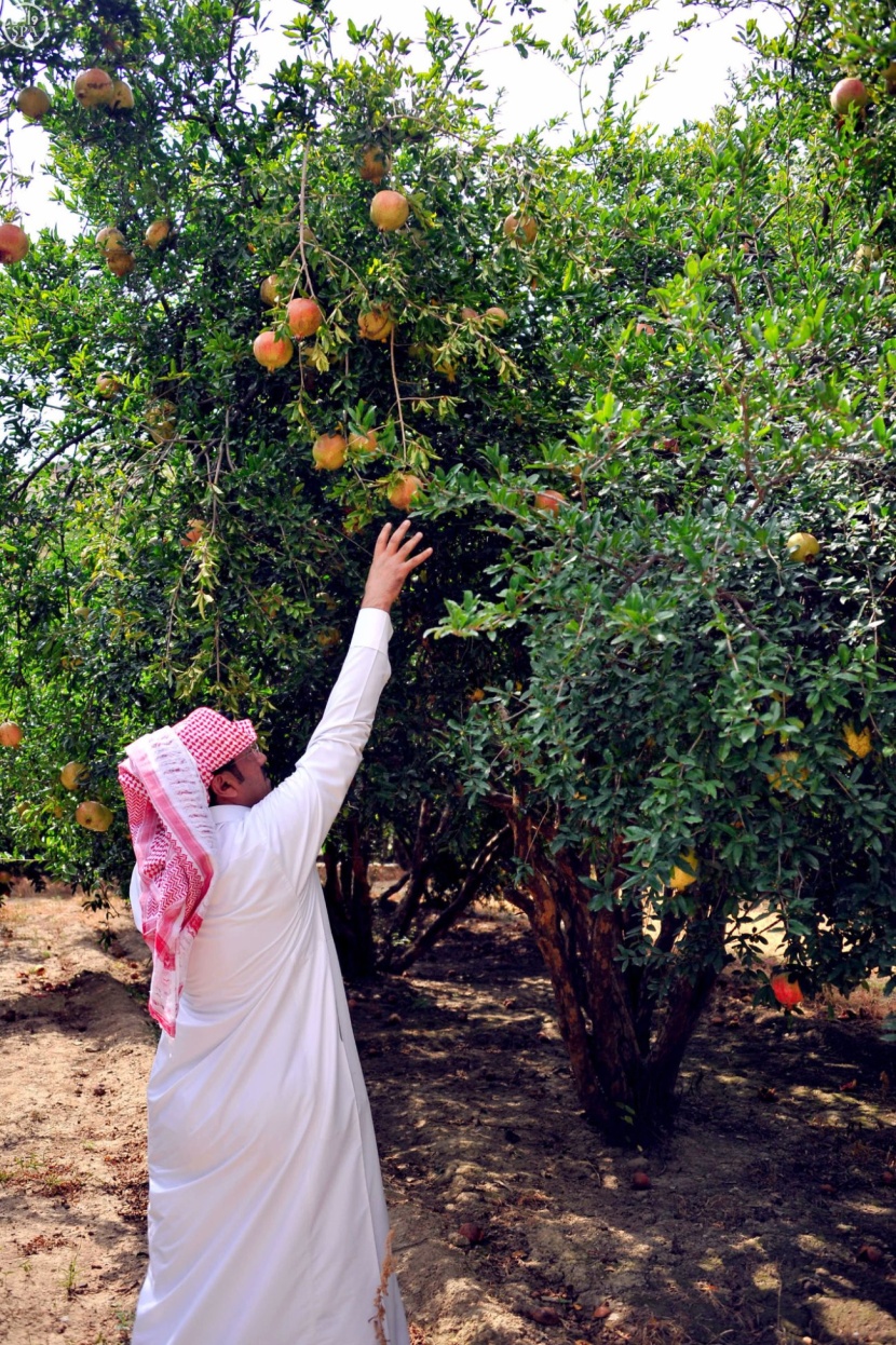 مزارع الباحة تنتج أكثر من 10 أطنان من الرمان