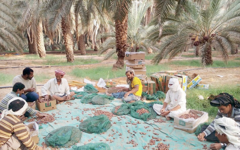 نجم سهيل يجمع أهالي وادي الدواسر على صرم النخيل