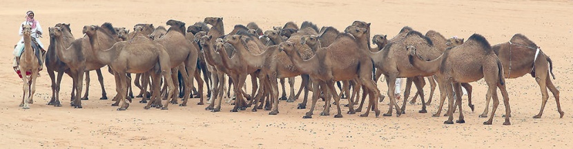 الملك يدشن غدا القرية السعودية للإبل ويرعى الحفل الختامي لمهرجان الإبل