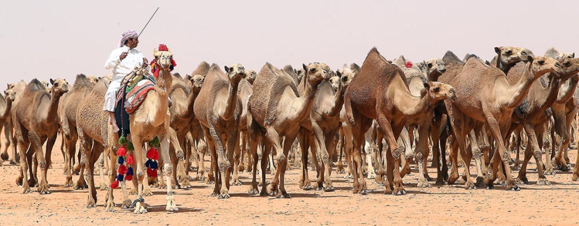 الملك يدشن غدا القرية السعودية للإبل ويرعى الحفل الختامي لمهرجان الإبل