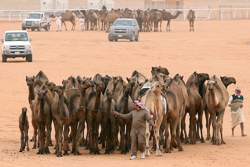 الملك يدشن غدا القرية السعودية للإبل ويرعى الحفل الختامي لمهرجان الإبل