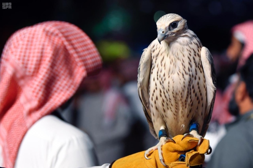 "الحر" أسرع الصقور وأقواها وأجملها شكلا.. والمفضل لدى هواة الصيد في السعودية