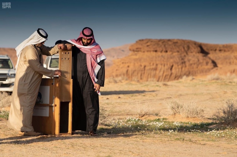 العلا في 50 صورة.. من زمن الأنباط إلى عصر الرؤية 