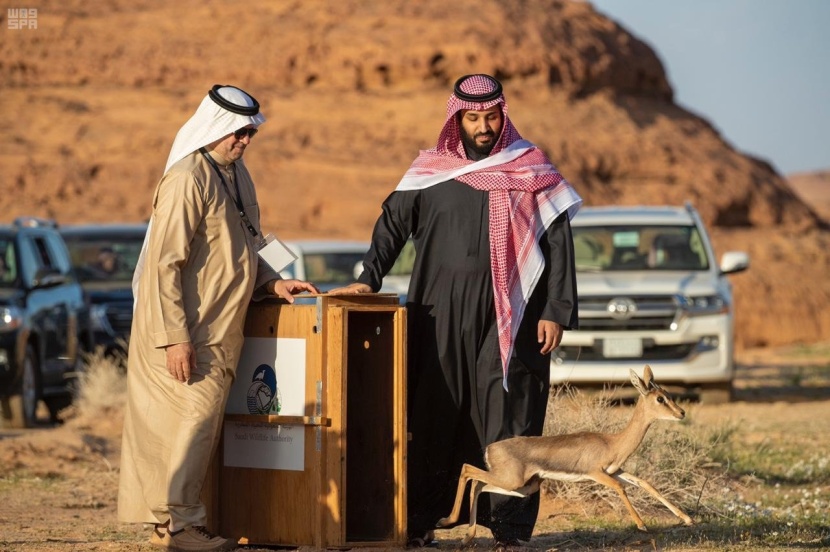 العلا في 50 صورة.. من زمن الأنباط إلى عصر الرؤية 