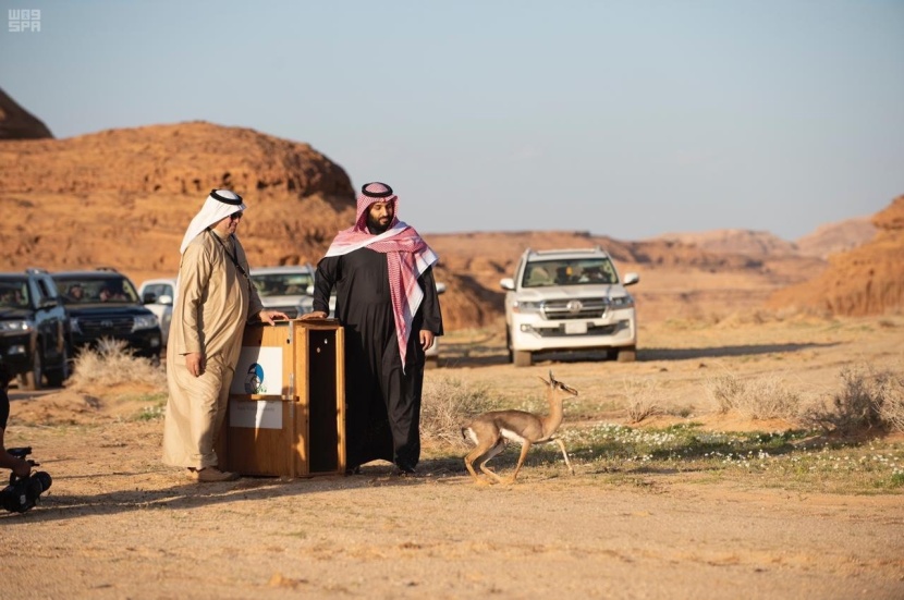 العلا في 50 صورة.. من زمن الأنباط إلى عصر الرؤية 