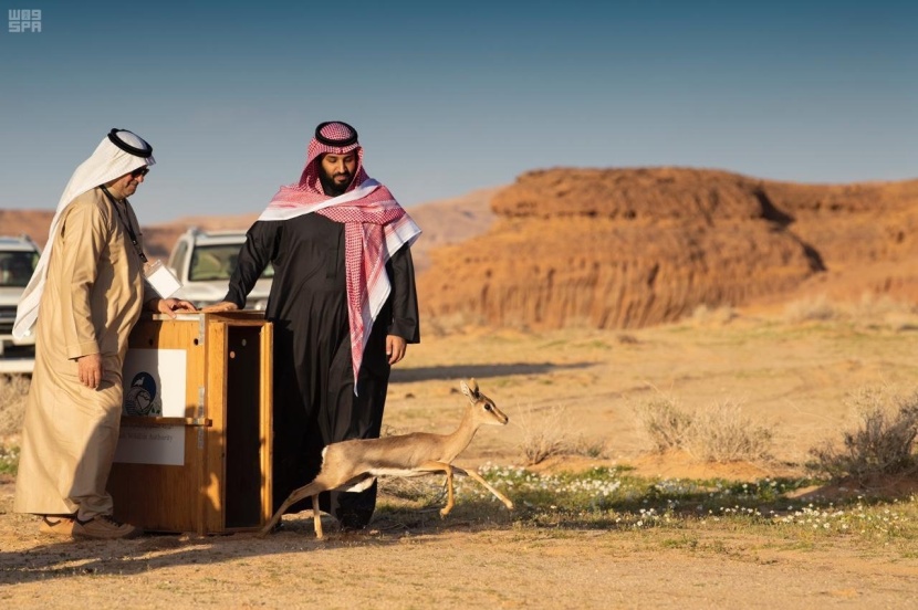 العلا في 50 صورة.. من زمن الأنباط إلى عصر الرؤية 