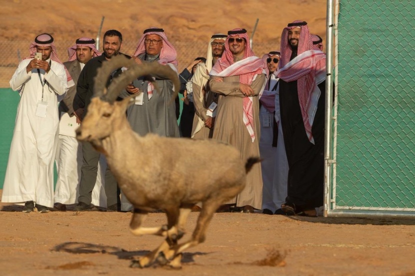 العلا في 50 صورة.. من زمن الأنباط إلى عصر الرؤية 