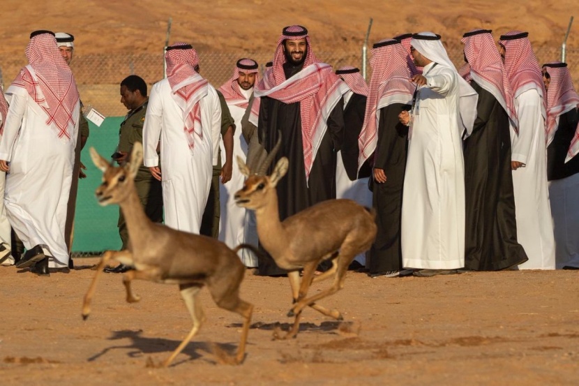 العلا في 50 صورة.. من زمن الأنباط إلى عصر الرؤية 