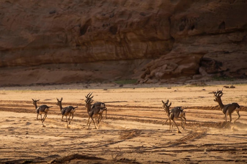 العلا في 50 صورة.. من زمن الأنباط إلى عصر الرؤية 