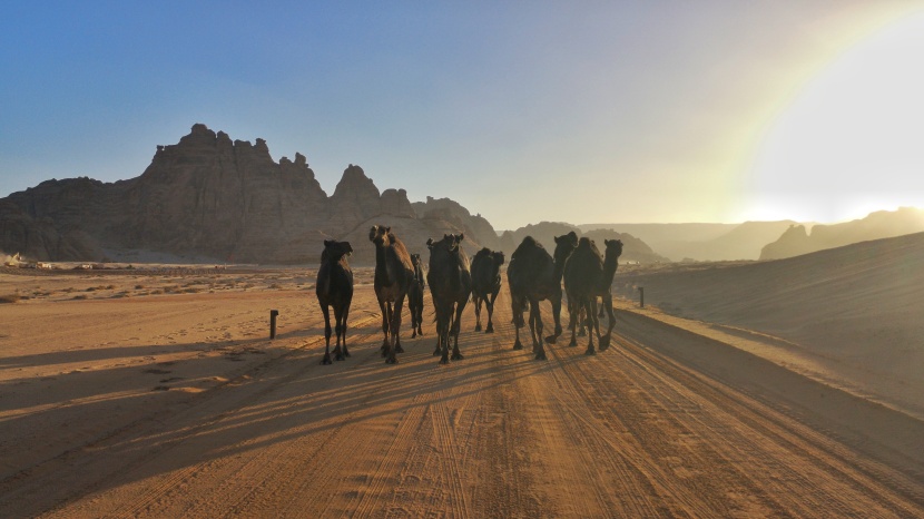 العلا في 50 صورة.. من زمن الأنباط إلى عصر الرؤية 