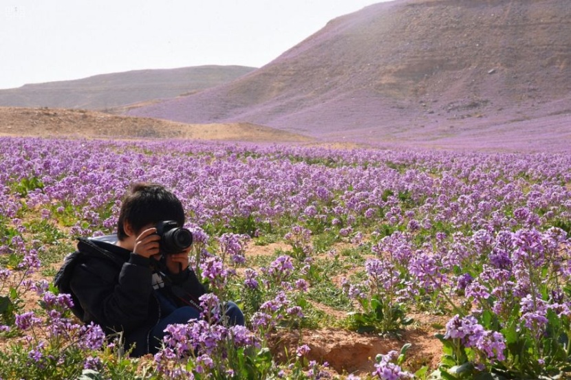 ربيع الجوف يكسو الأرض بألوان الطبيعة