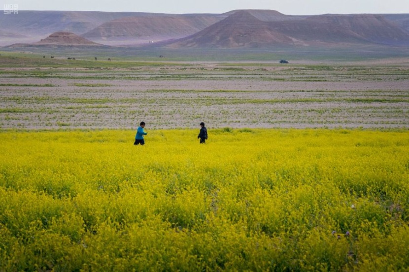 ربيع الجوف يكسو الأرض بألوان الطبيعة