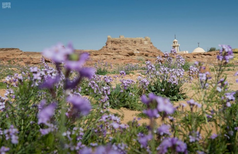 ربيع الجوف يكسو الأرض بألوان الطبيعة