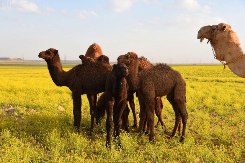 ربيع الجوف يكسو الأرض بألوان الطبيعة