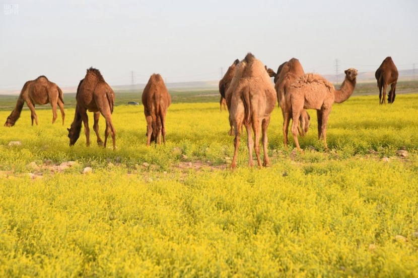 ربيع الجوف يكسو الأرض بألوان الطبيعة