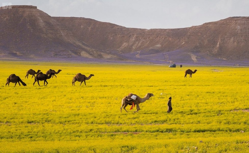 ربيع الجوف يكسو الأرض بألوان الطبيعة