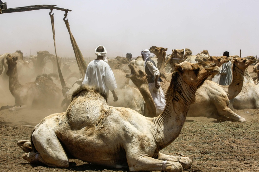 قصة مصورة : تجارة الإبل في السودان