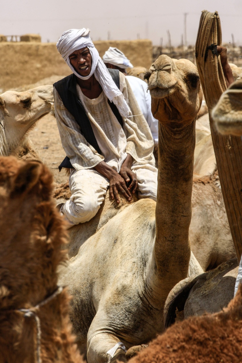 قصة مصورة : تجارة الإبل في السودان