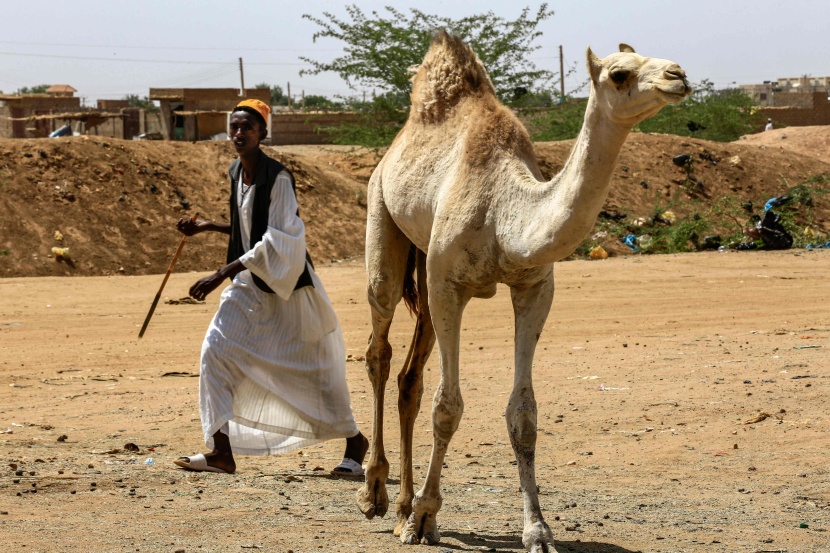 قصة مصورة : تجارة الإبل في السودان