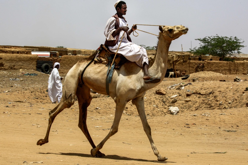 قصة مصورة : تجارة الإبل في السودان