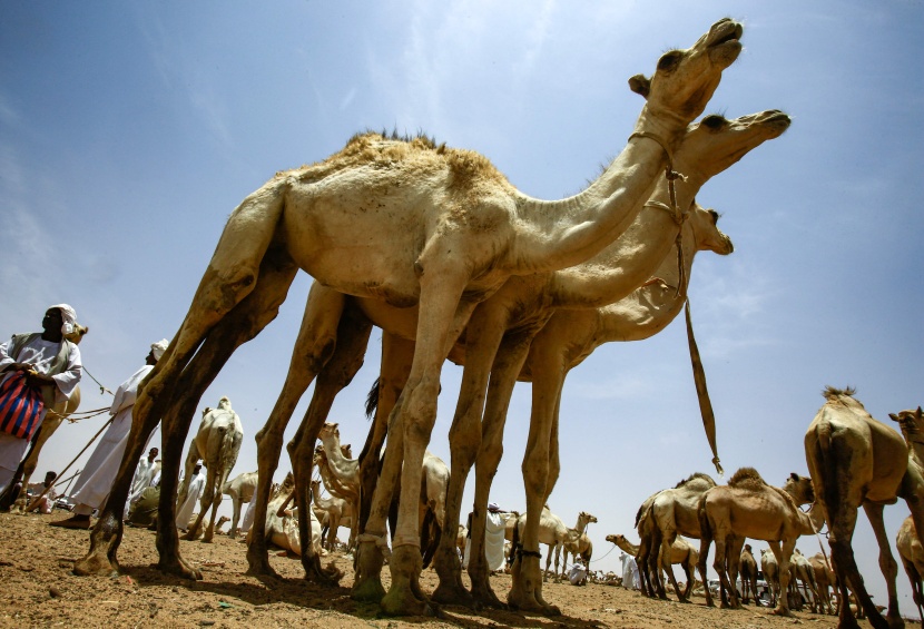 قصة مصورة : تجارة الإبل في السودان