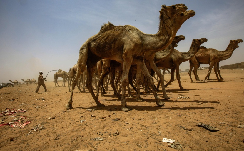 قصة مصورة : تجارة الإبل في السودان