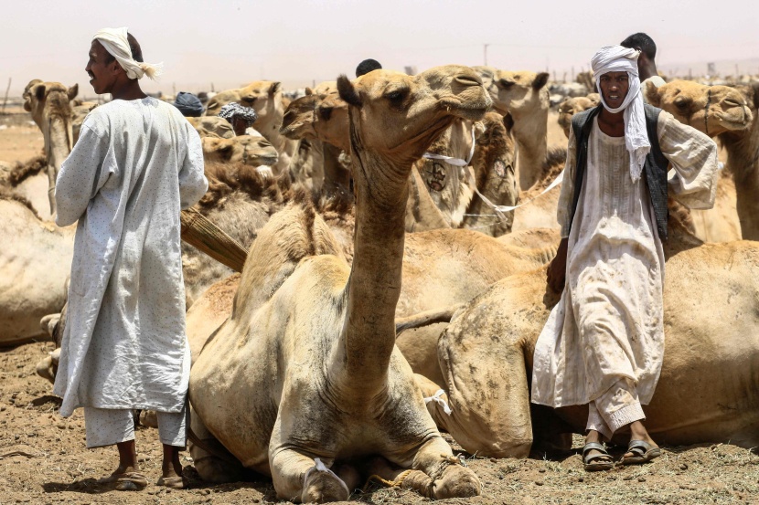 قصة مصورة : تجارة الإبل في السودان