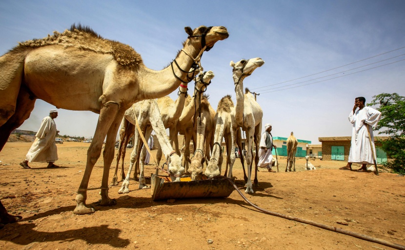 قصة مصورة : تجارة الإبل في السودان