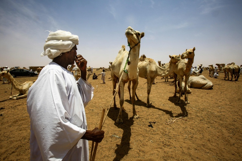 قصة مصورة : تجارة الإبل في السودان