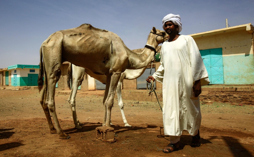 قصة مصورة : تجارة الإبل في السودان