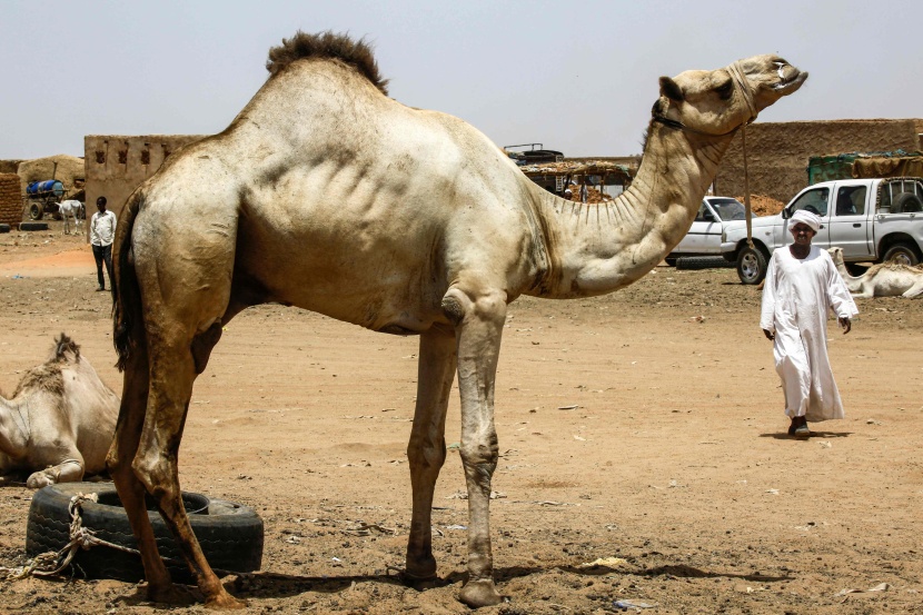 قصة مصورة : تجارة الإبل في السودان