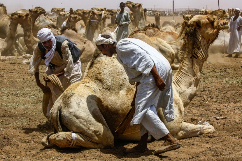 قصة مصورة : تجارة الإبل في السودان