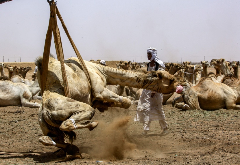 قصة مصورة : تجارة الإبل في السودان