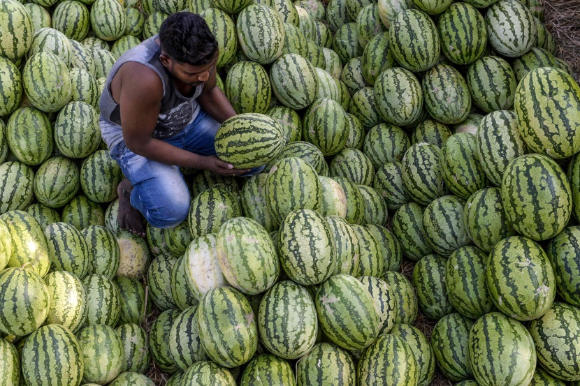 بطيخ الهند