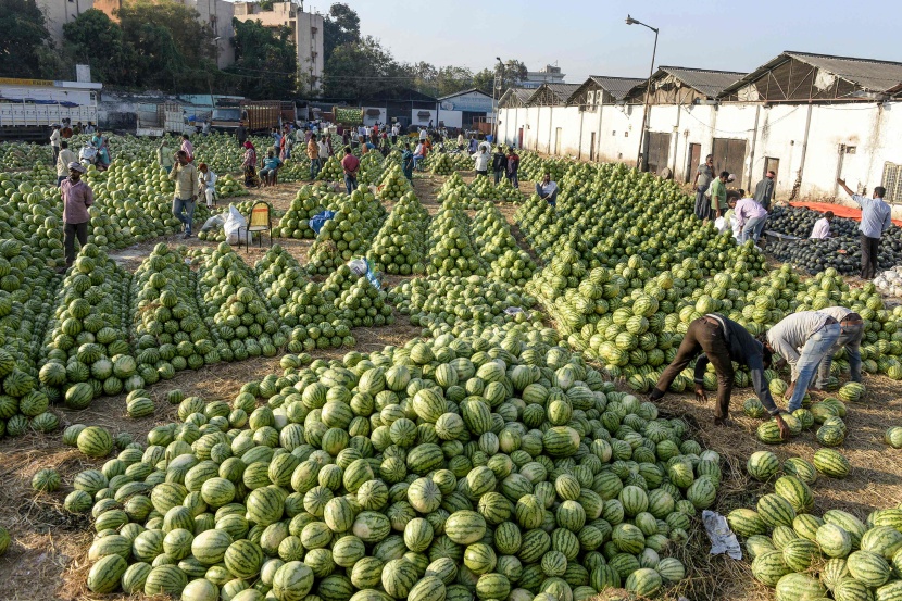 بطيخ الهند