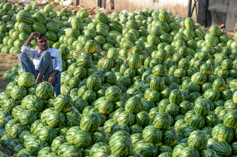 بطيخ الهند