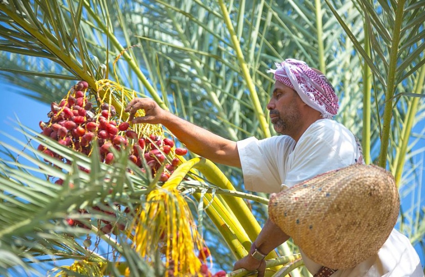 السعودية تستحوذ على 17 % من سوق التمور عالميا .. 1.5 مليون طن سنويا