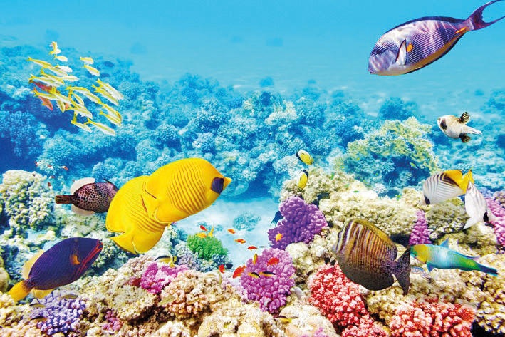 تأمين مستقبل للشعاب المرجانية في العالم .. أحد أهم أهداف مجموعة العشرين 
