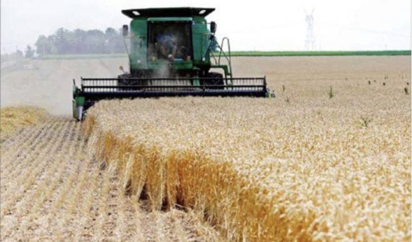 صرف كامل مستحقات مزارعي القمح المحلي لهذا الموسم بقيمة بلغت 458 مليون ريال