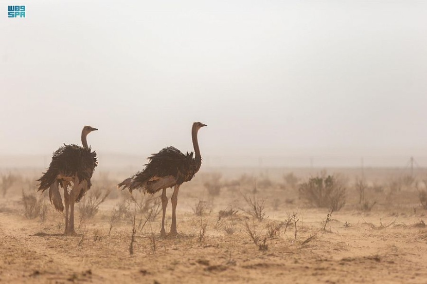 محمية الإمام تركي بن عبدالله الملكية تعيد توطين عددا من الغزلان والمها والنعام في منطقة "التيسية"